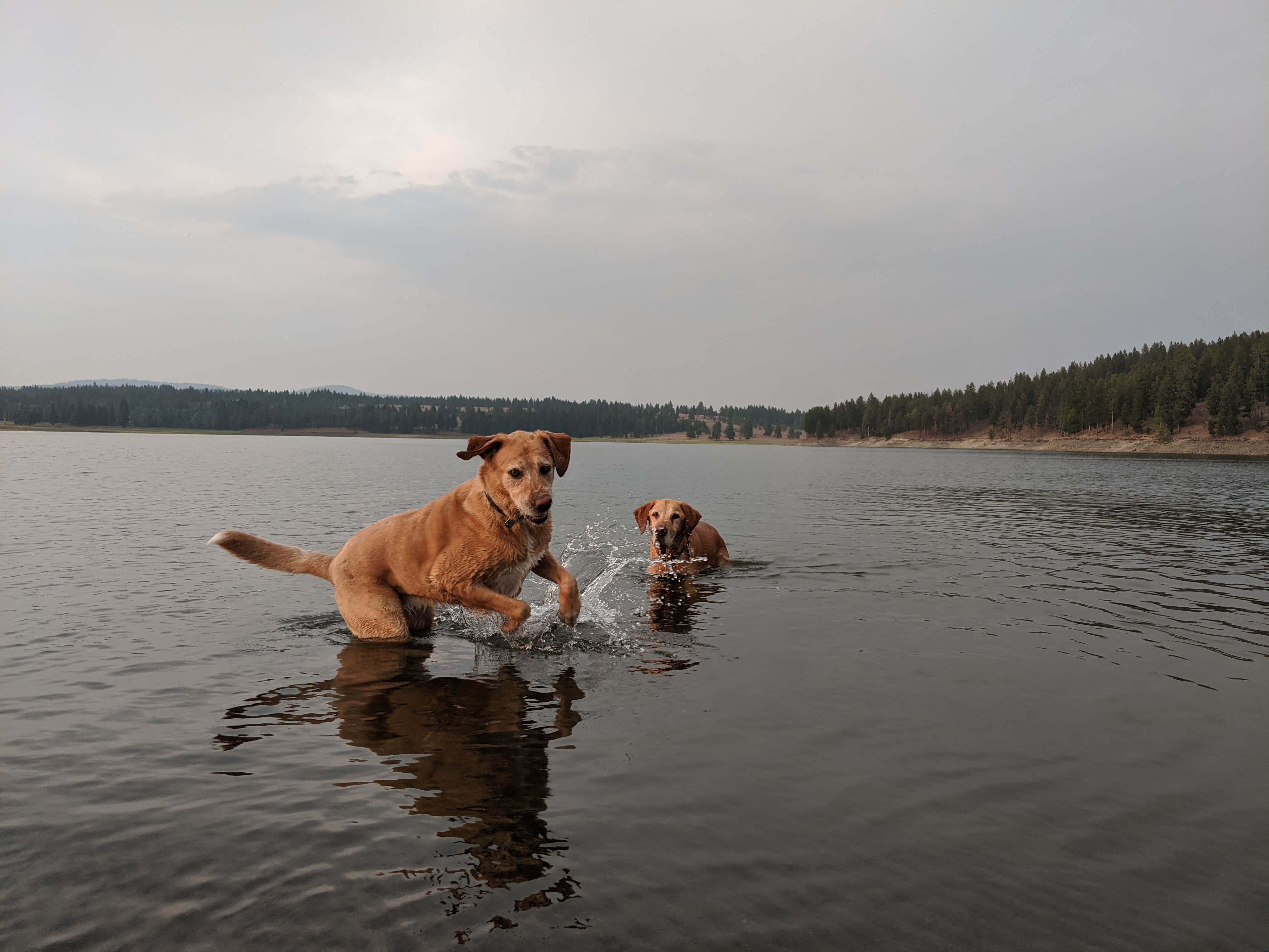 Jordon R.'s photo of camping with pets at Pilcher Creek Reservoir near Baker City, OR
