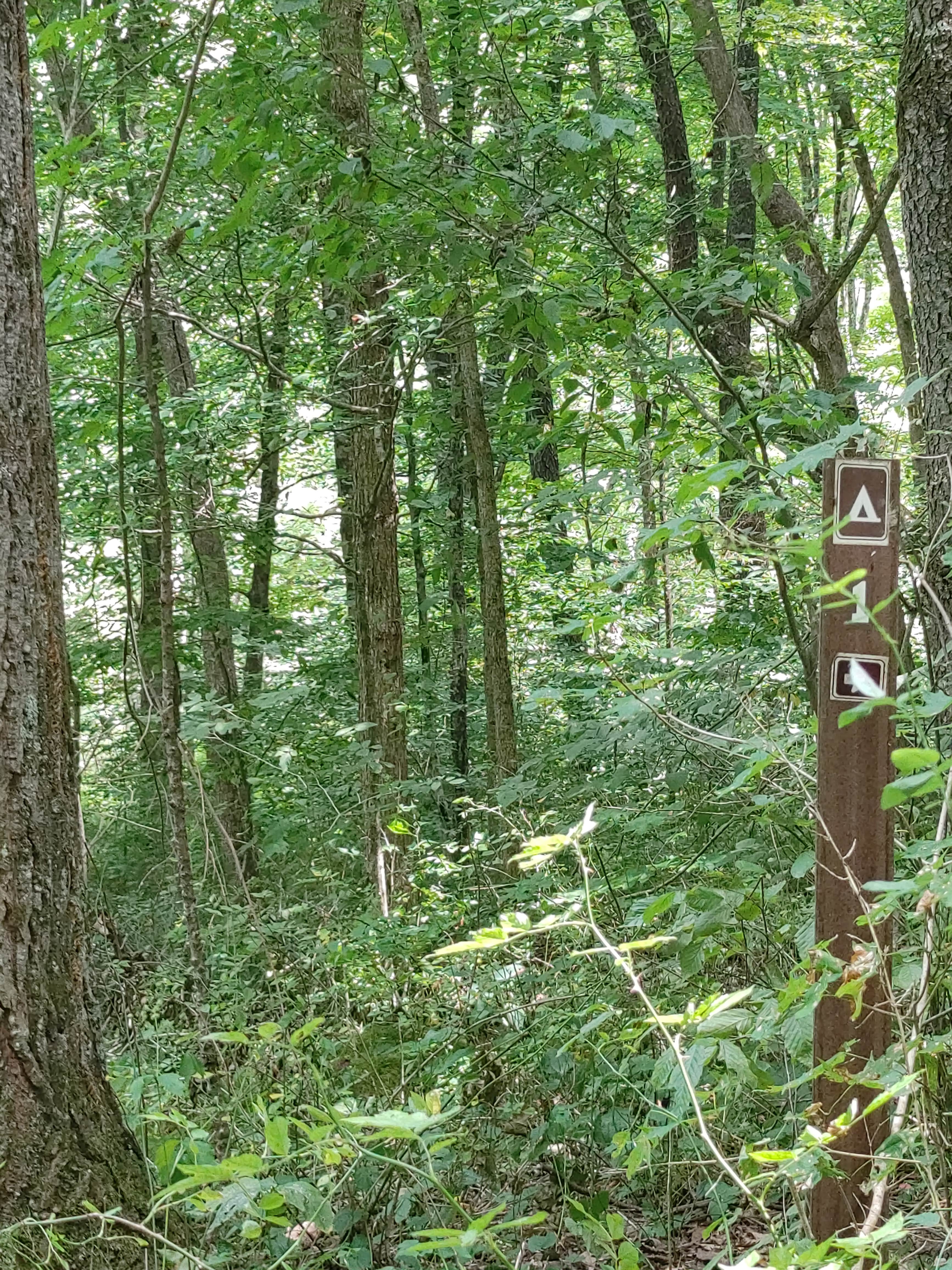 Camper submitted image from Mohican Memorial State Forest Park and Pack Site 1 - 5