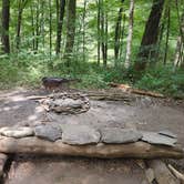 Review photo of Mohican Memorial State Forest Park and Pack Site 1 by Kenpocentaur K., August 26, 2020