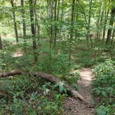 Review photo of Mohican Memorial State Forest Park and Pack Site 1 by Kenpocentaur K., August 26, 2020