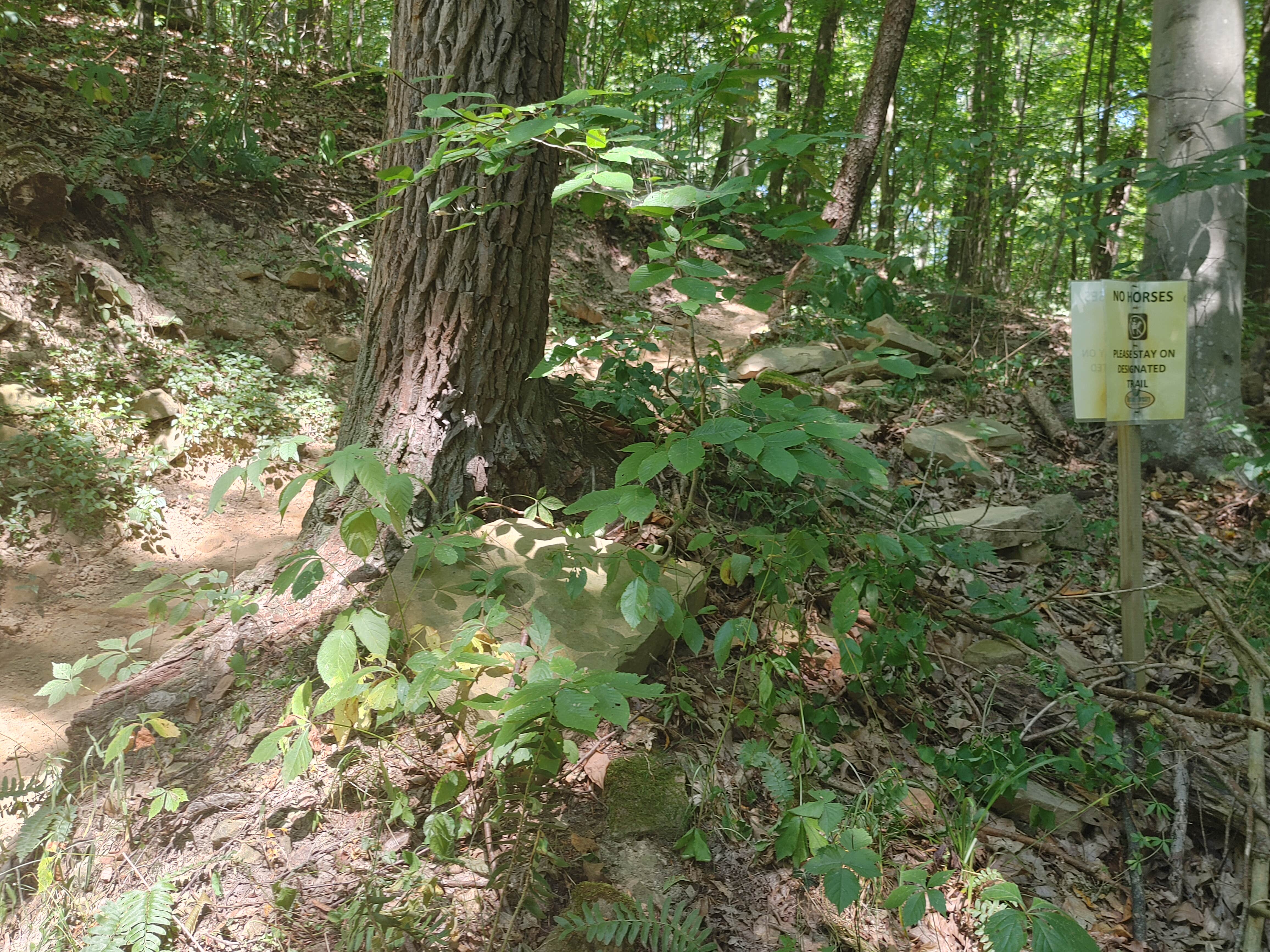 Camper-submitted photo at Mohican State Park Campground near Danville, OH