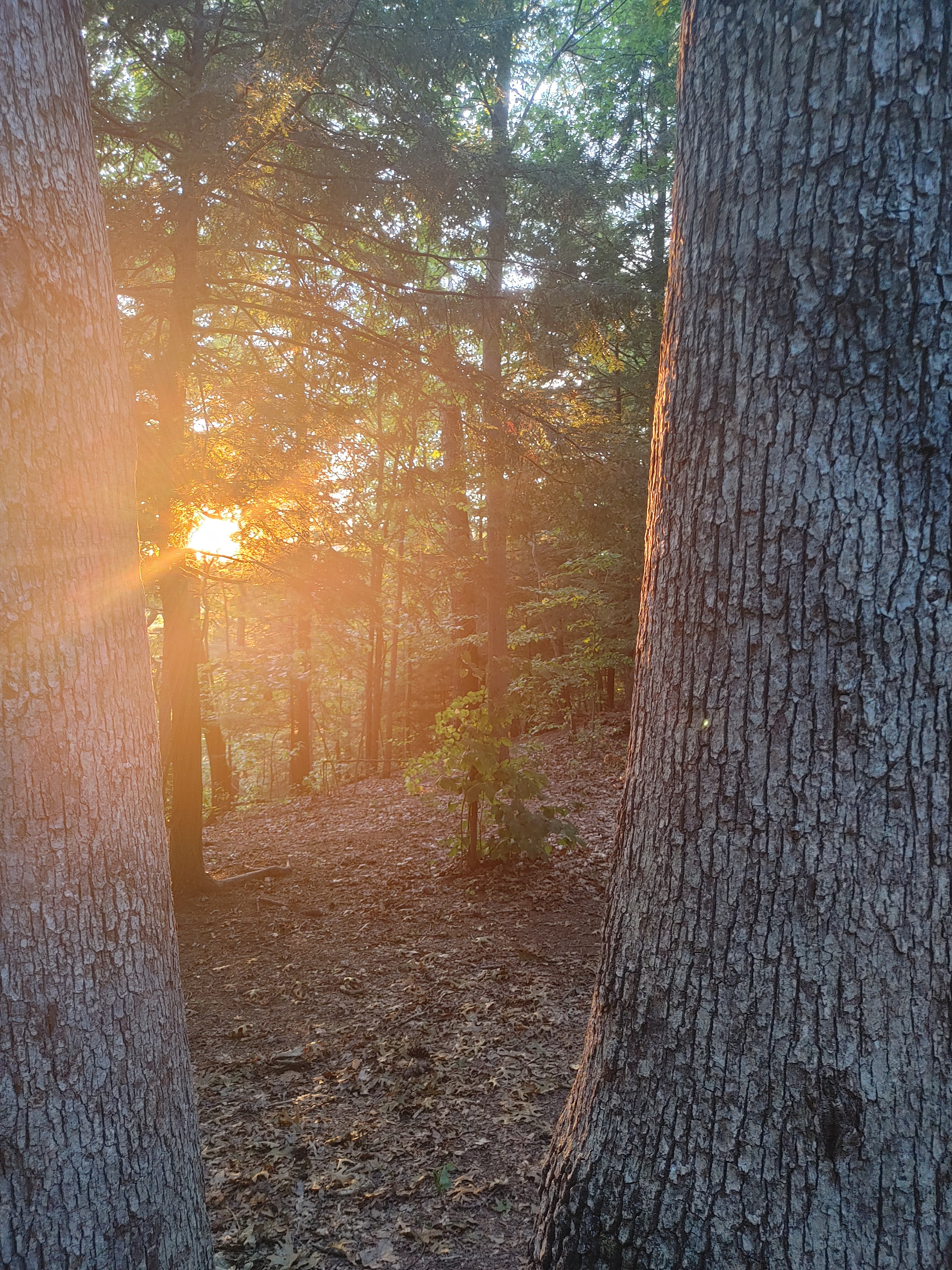 Beautiful sunset through the trees.