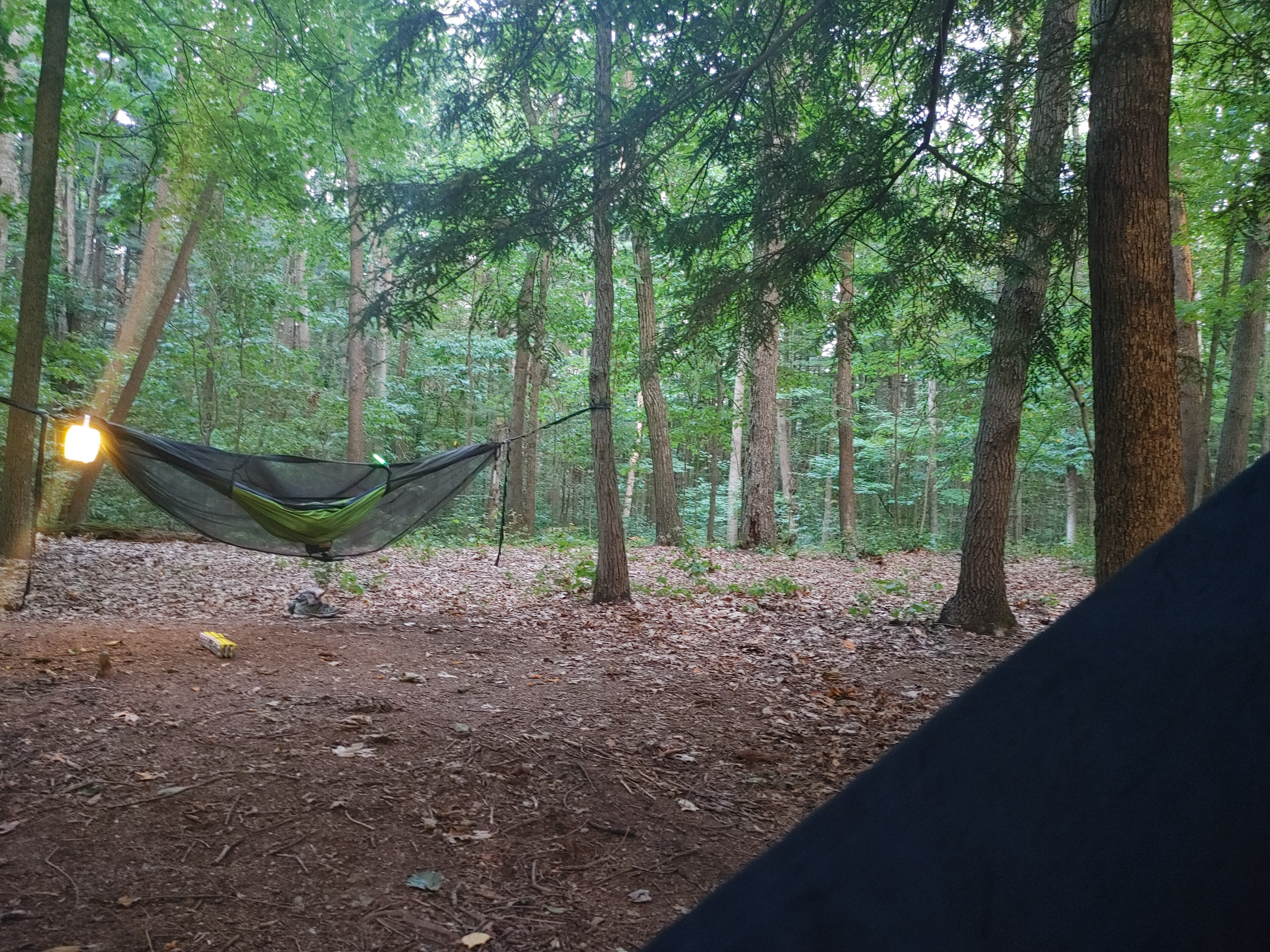 Awesome trees to hammock in and no need to set up a tent at this site.