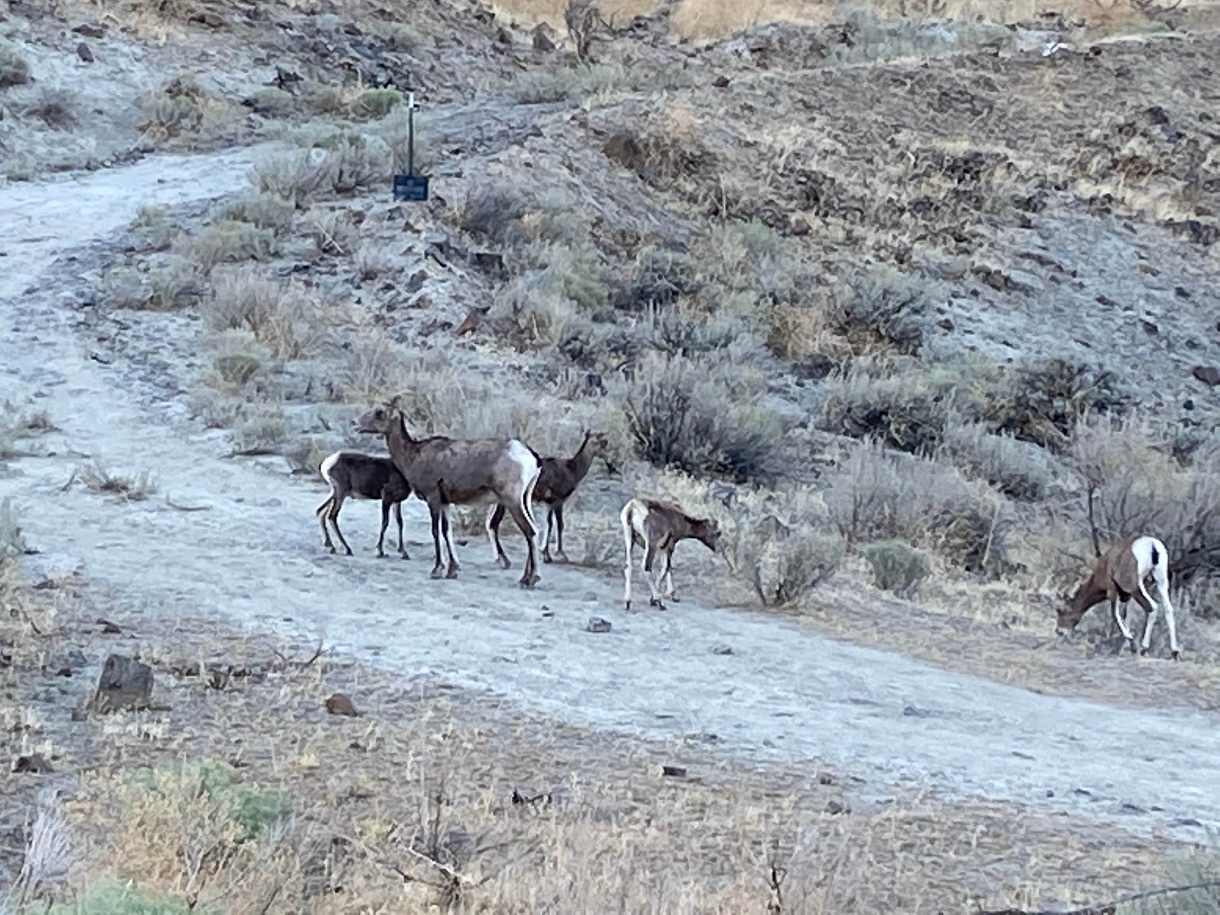 Chad L.'s photo of camping with pets at Rocky Coulee Recreation Area near Quincy, WA