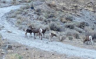 Chad L.'s photo of camping with pets at Rocky Coulee Recreation Area near Toppenish, WA