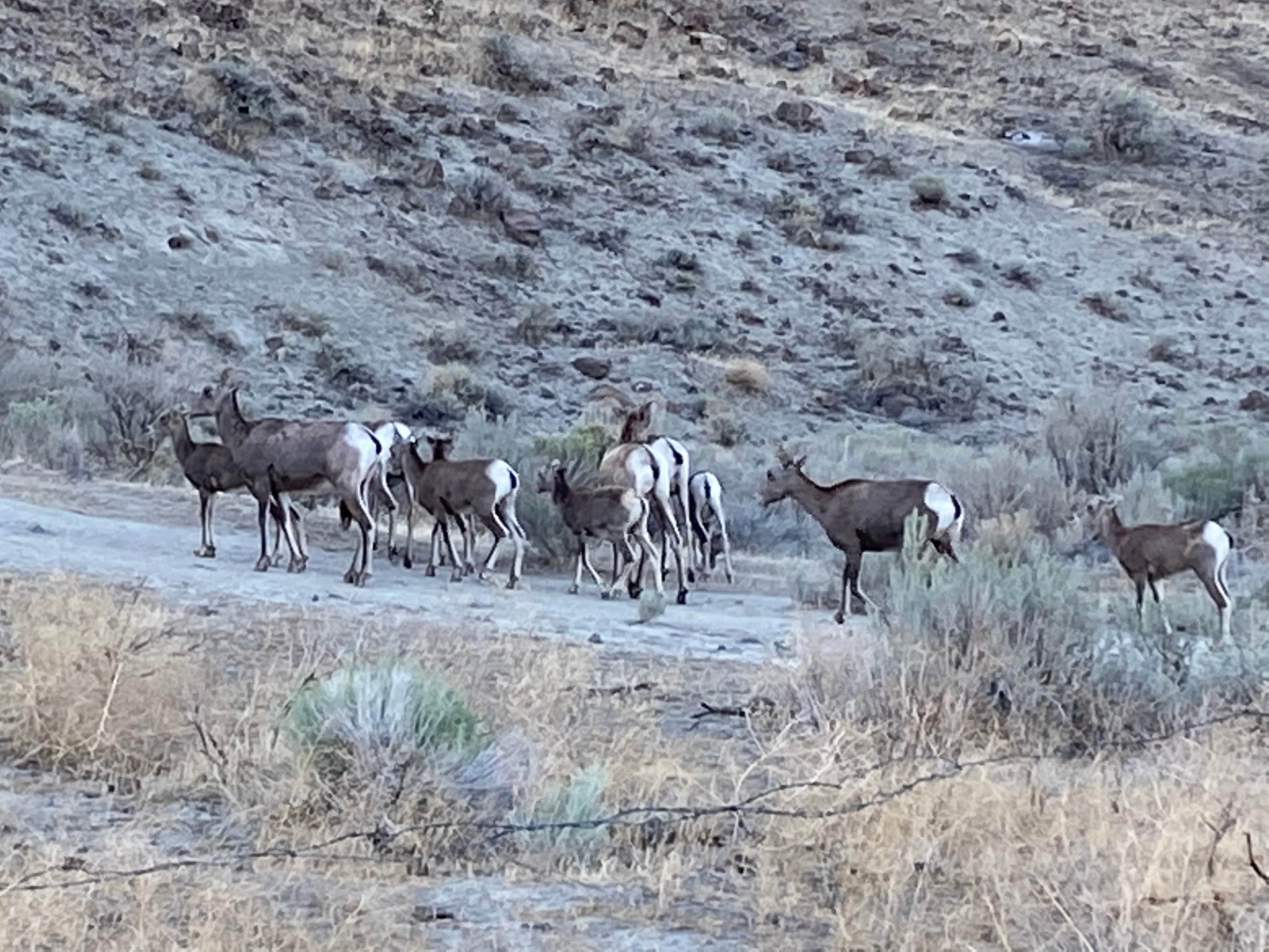 Camper submitted image from Rocky Coulee Recreation Area - 1