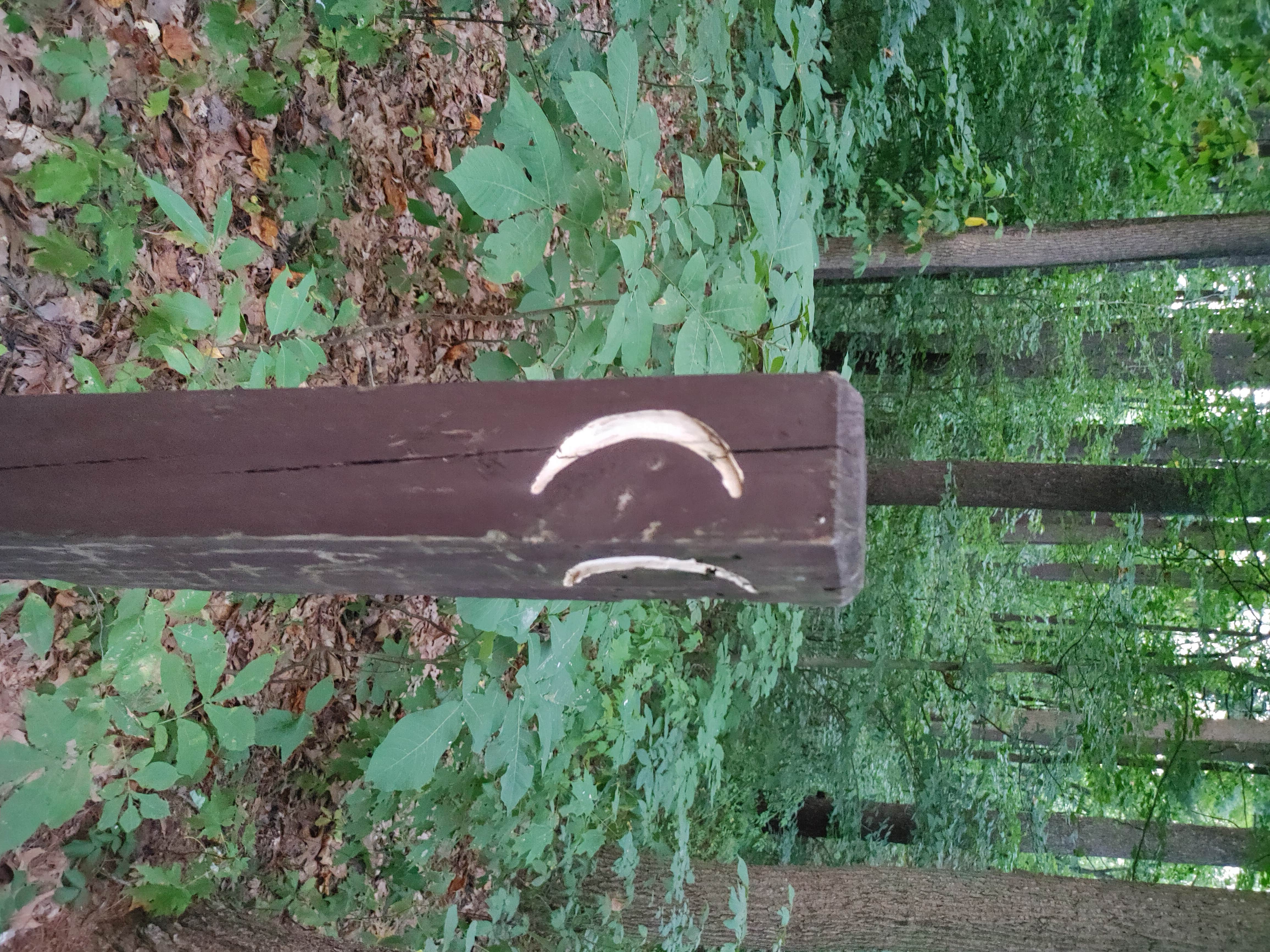 Camper-submitted photo at Park and Pack Campsite 10 — Mohican-Memorial State Forest near Danville, OH