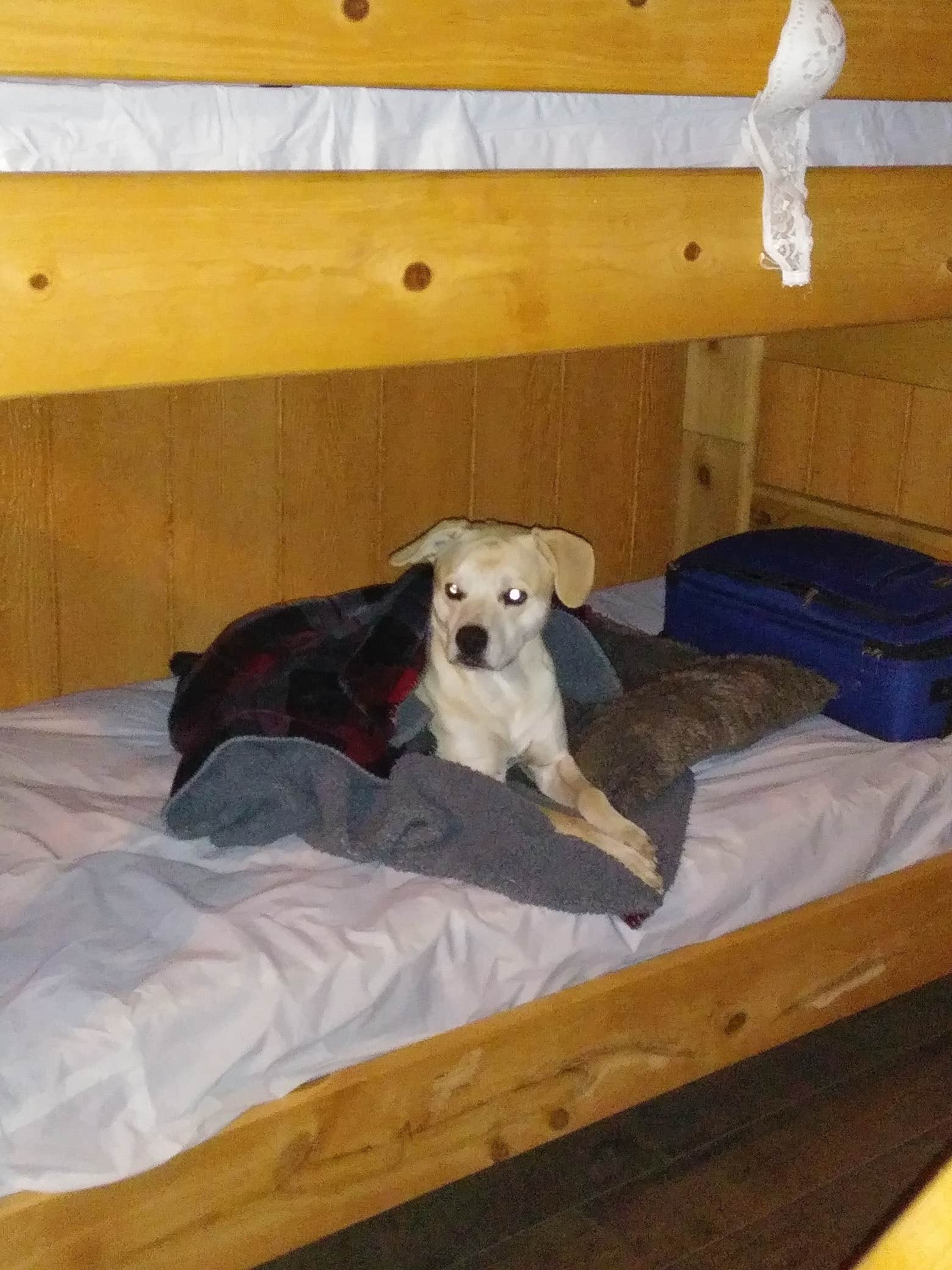 Travis C.'s photo of glamping accommodations at Lone Duck Campground and Cabins near Victor, CO