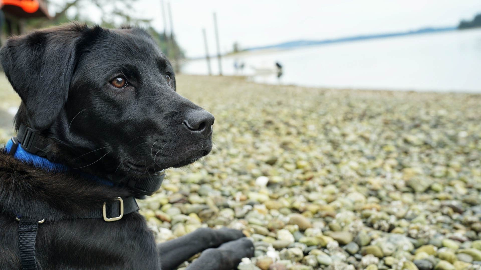 Dawnielle C.'s photo of camping with pets at Penrose Point State Park Campground near Tacoma, WA