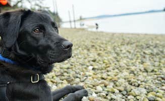 Dawnielle C.'s photo of camping with pets at Penrose Point State Park Campground near Olympia, WA
