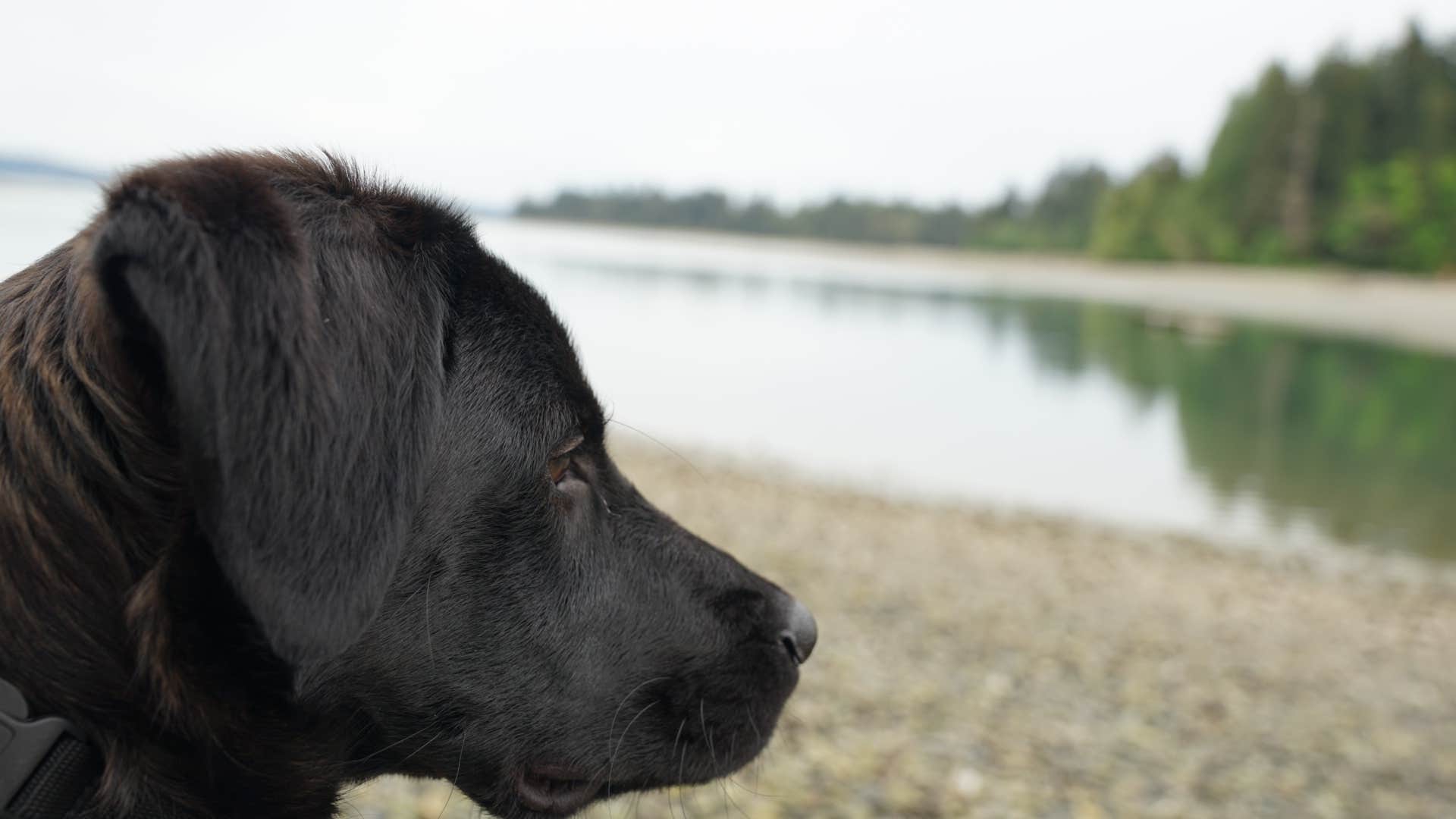 Dawnielle C.'s photo of camping with pets at Penrose Point State Park Campground near Union, WA
