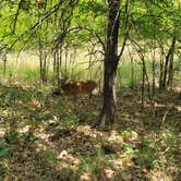 Review photo of Isle du Bois — Ray Roberts Lake State Park by Dude R., August 26, 2020