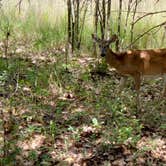 Review photo of Isle du Bois — Ray Roberts Lake State Park by Dude R., August 26, 2020