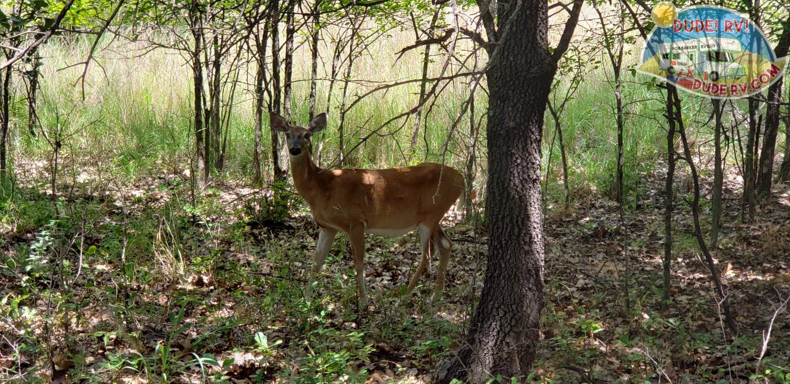 Isle du Bois Campsites — Ray Roberts Lake State Park