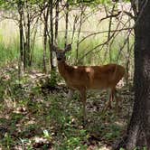 Review photo of Isle du Bois — Ray Roberts Lake State Park by Dude R., August 26, 2020