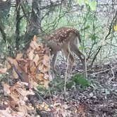 Review photo of Isle du Bois — Ray Roberts Lake State Park by Dude R., August 26, 2020