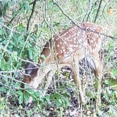 Review photo of Isle du Bois — Ray Roberts Lake State Park by Dude R., August 26, 2020