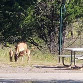 Review photo of Isle du Bois — Ray Roberts Lake State Park by Dude R., August 26, 2020