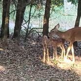 Review photo of Isle du Bois — Ray Roberts Lake State Park by Dude R., August 26, 2020