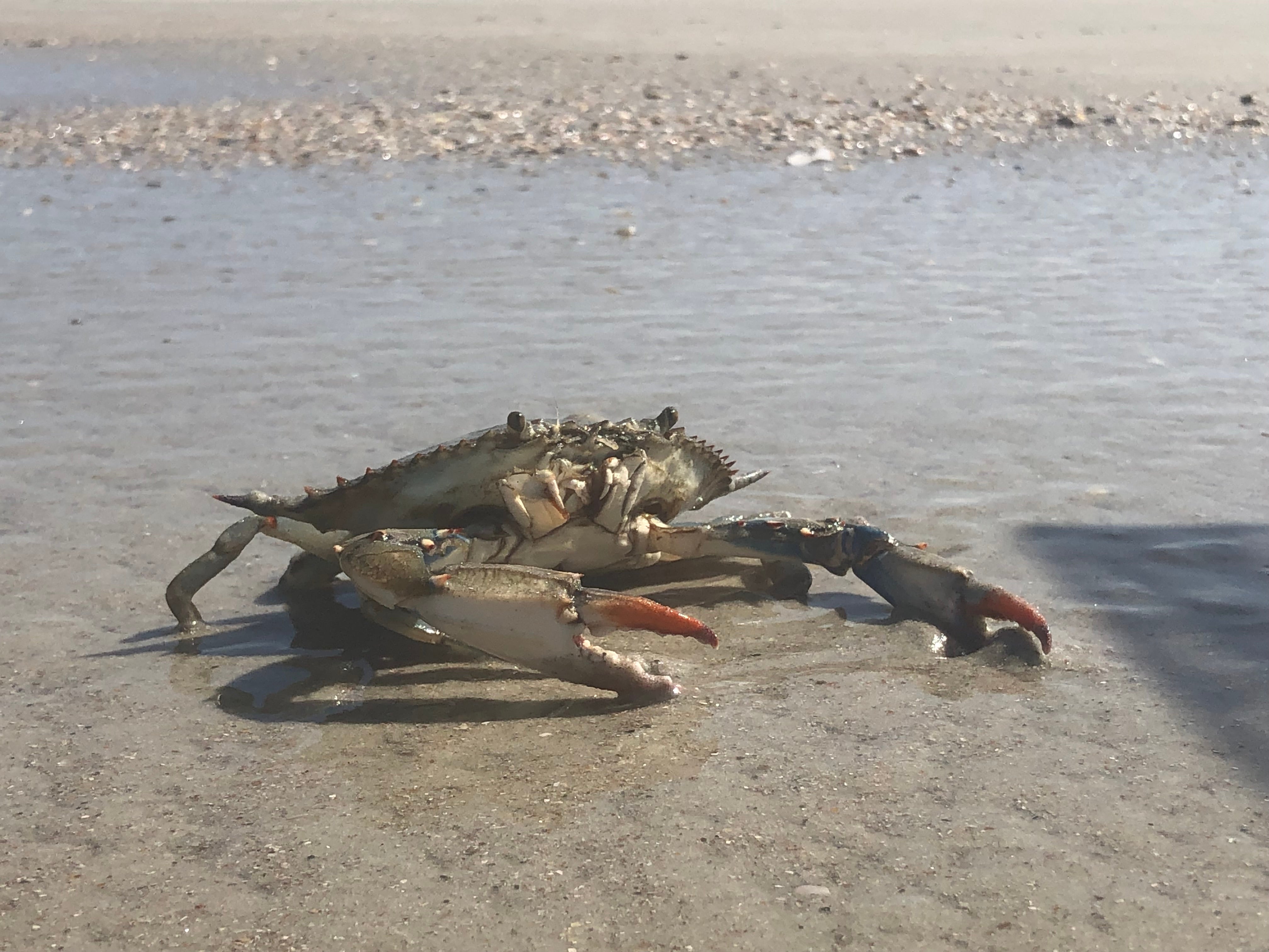 Blue crabs at the beach
