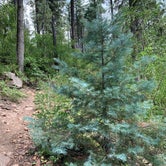 Review photo of Sitgreaves National Forest Canyon Point Campground by Larry K., August 26, 2020