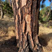 Review photo of Memaloose State Park by Chad L., August 26, 2020