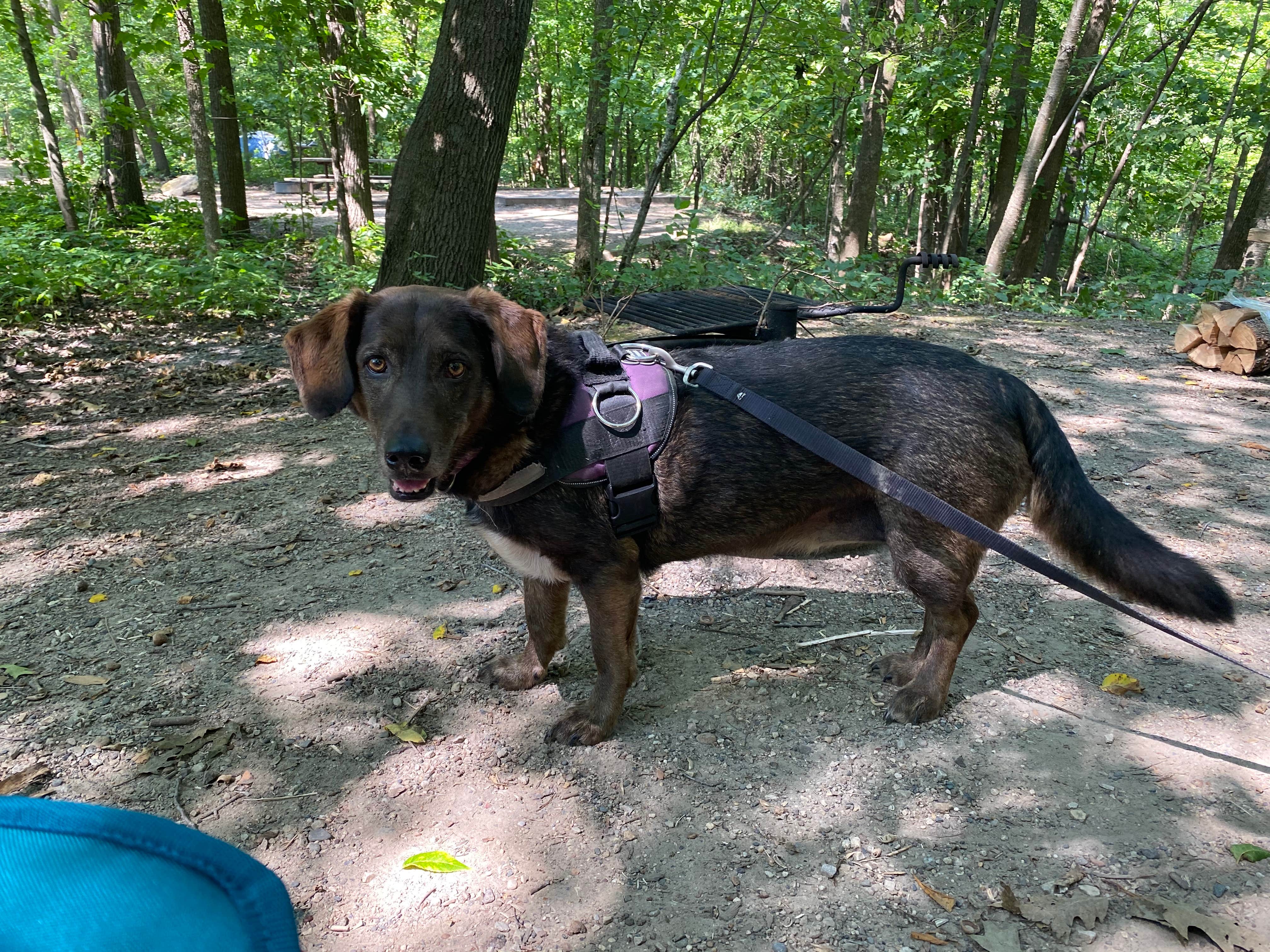 Roni J.'s photo of camping with pets at Frontenac State Park Campground near Spring Valley, WI