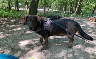Roni J.'s photo of camping with pets at Frontenac State Park Campground near Spring Valley, WI