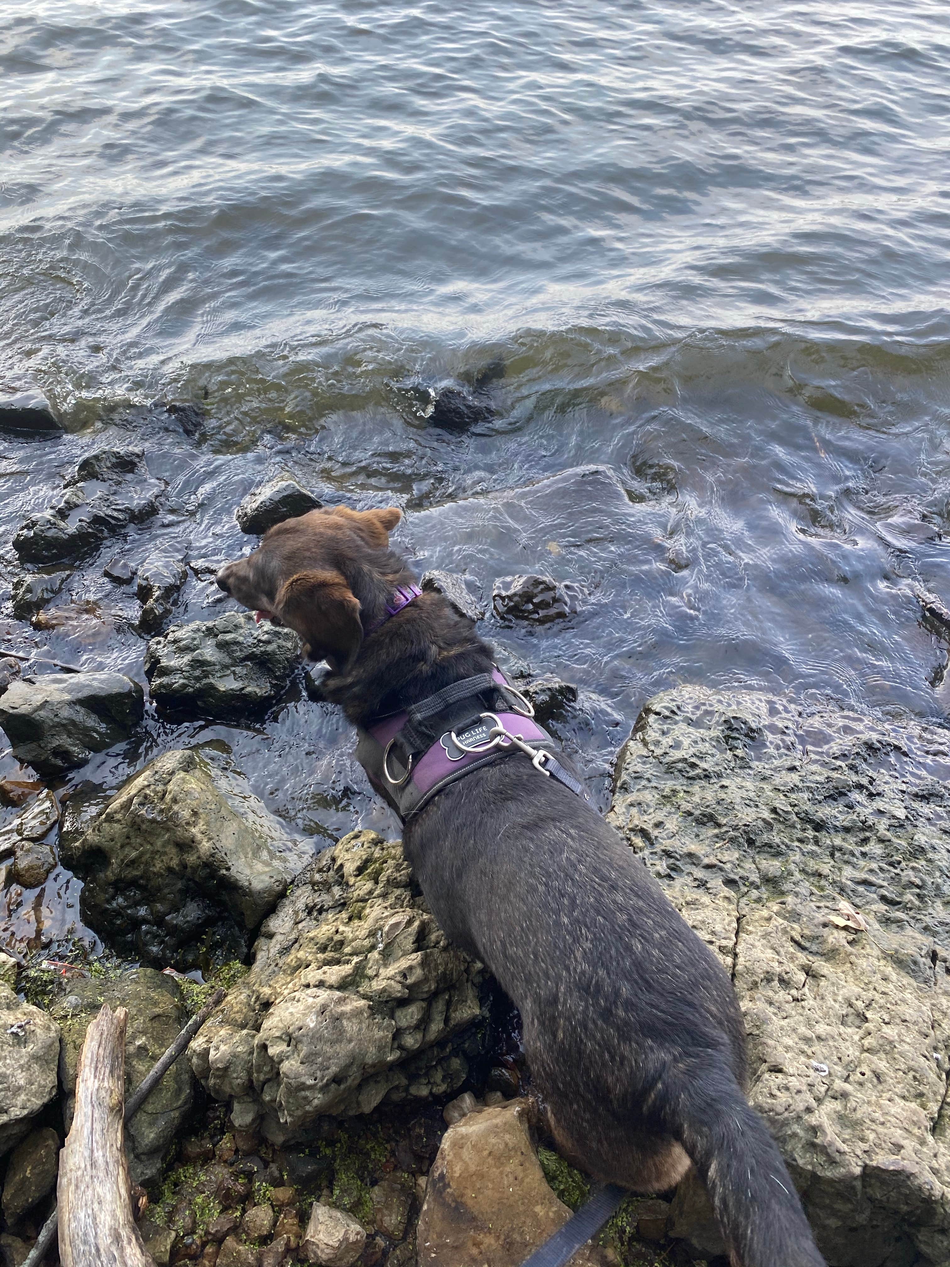 Roni J.'s photo of camping with pets at Frontenac State Park Campground near Lakeland, MN