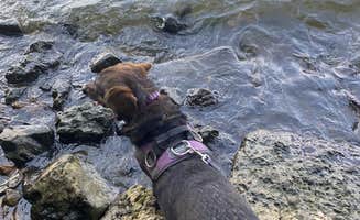 Roni J.'s photo of camping with pets at Frontenac State Park Campground near Plainview, MN