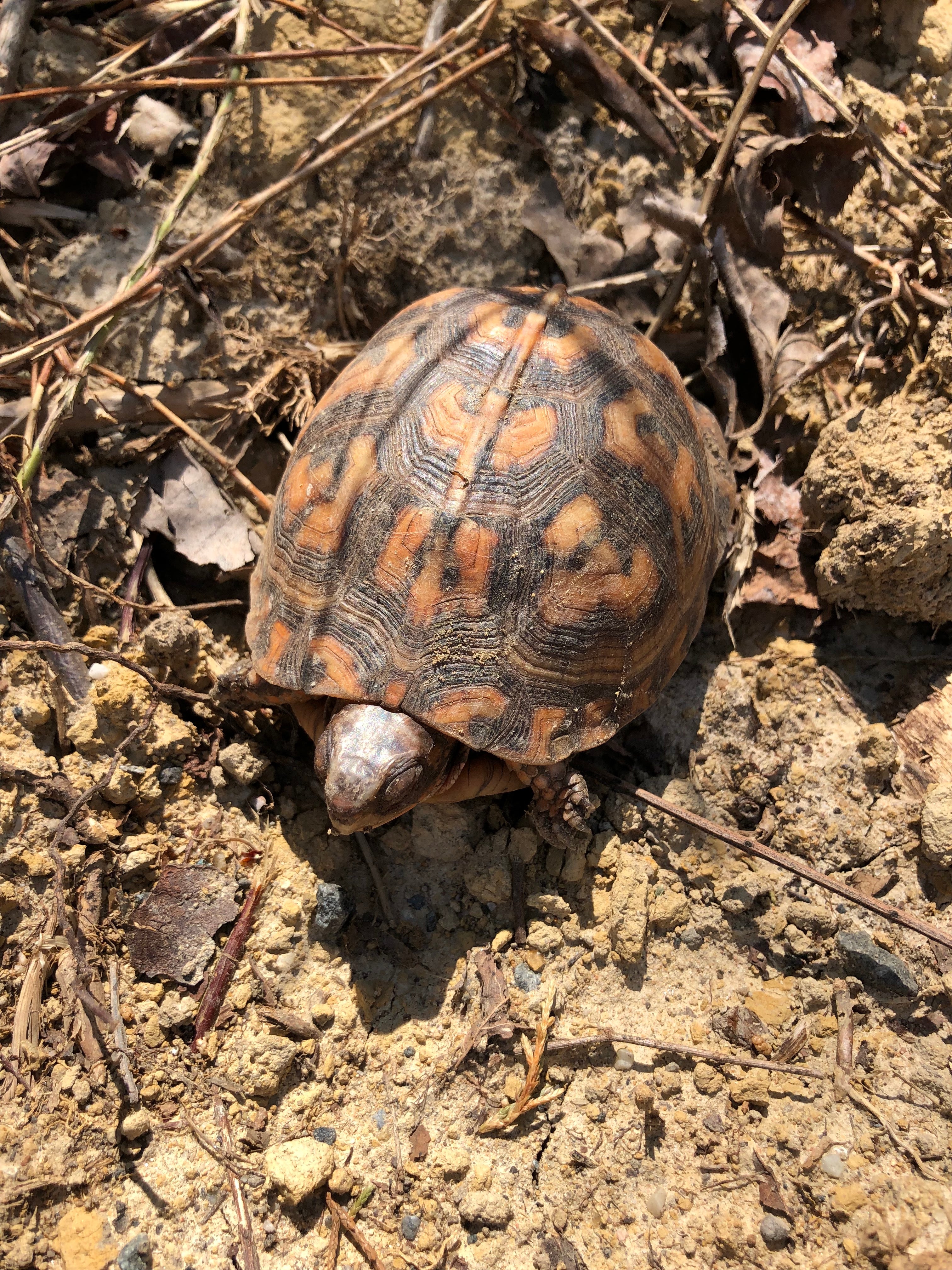 one of the resident tortoises at Tide Mill Resort