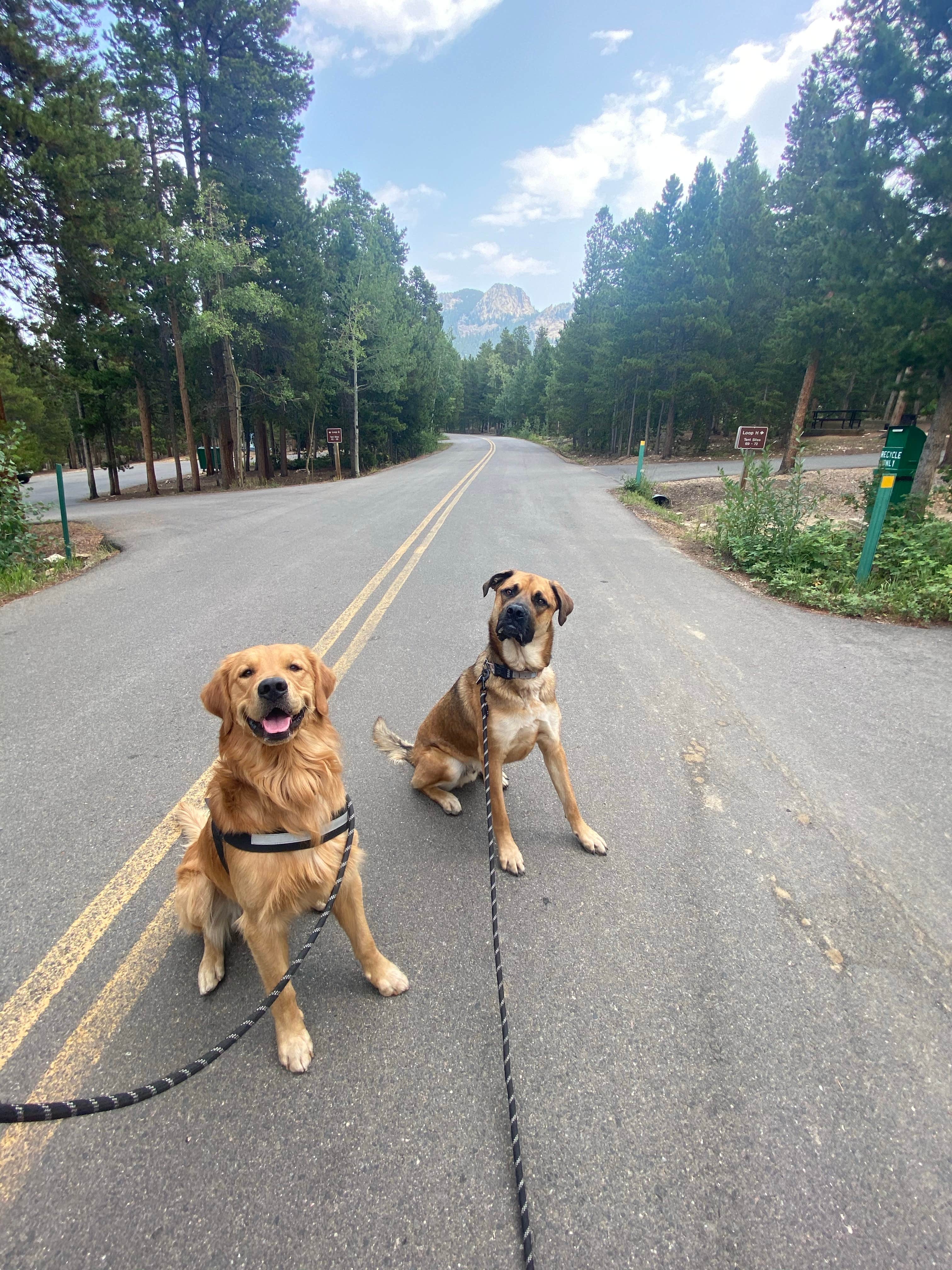 Janessa H.'s photo of camping with pets at Reverend's Ridge Campground — Golden Gate Canyon near Morrison, CO