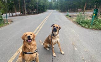 Janessa H.'s photo of camping with pets at Reverend's Ridge Campground — Golden Gate Canyon near Wheat Ridge, CO