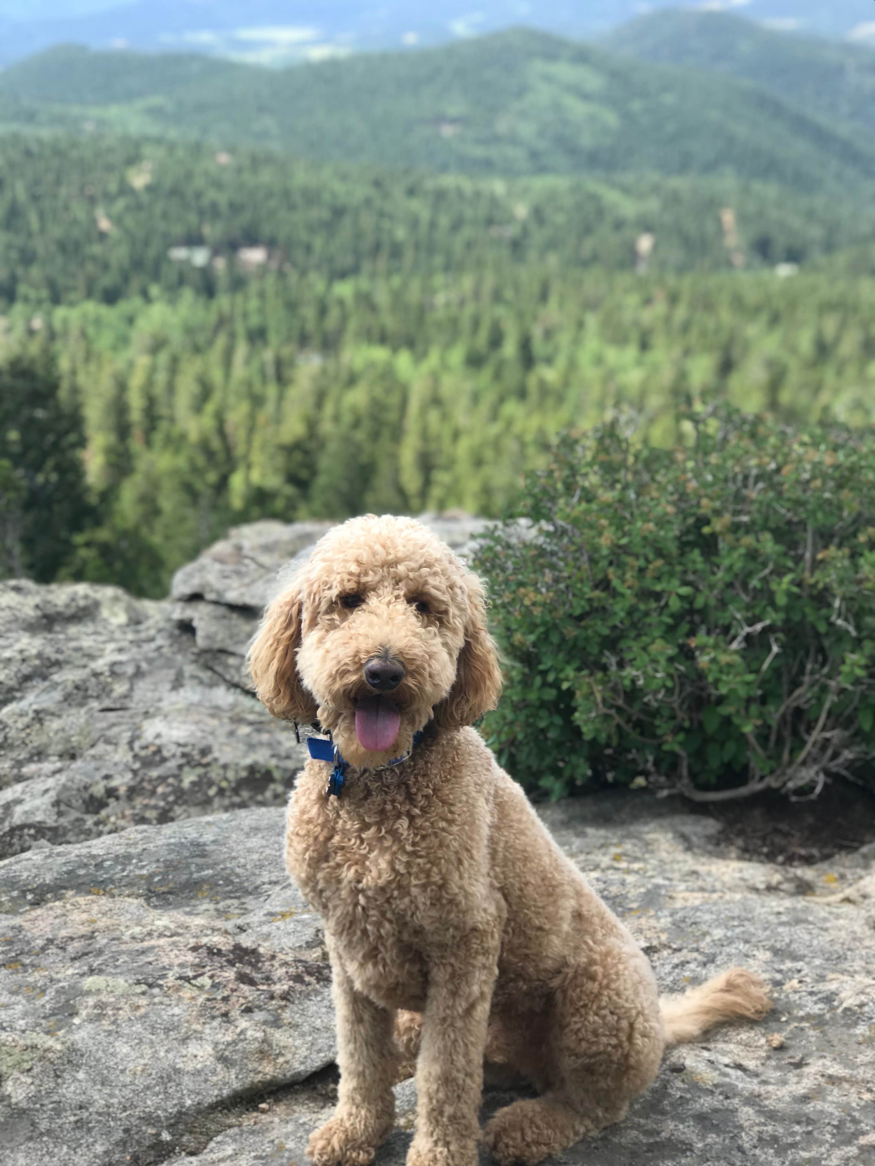 Sarah F.'s photo of camping with pets at Cold Springs - Arapaho Roosevelt Nf (CO) near Kittredge, CO