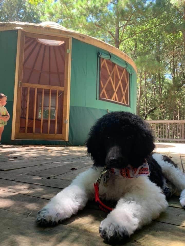 Elizabeth V.'s photo of camping with pets at Kiptopeke State Park Campground near Portsmouth, VA