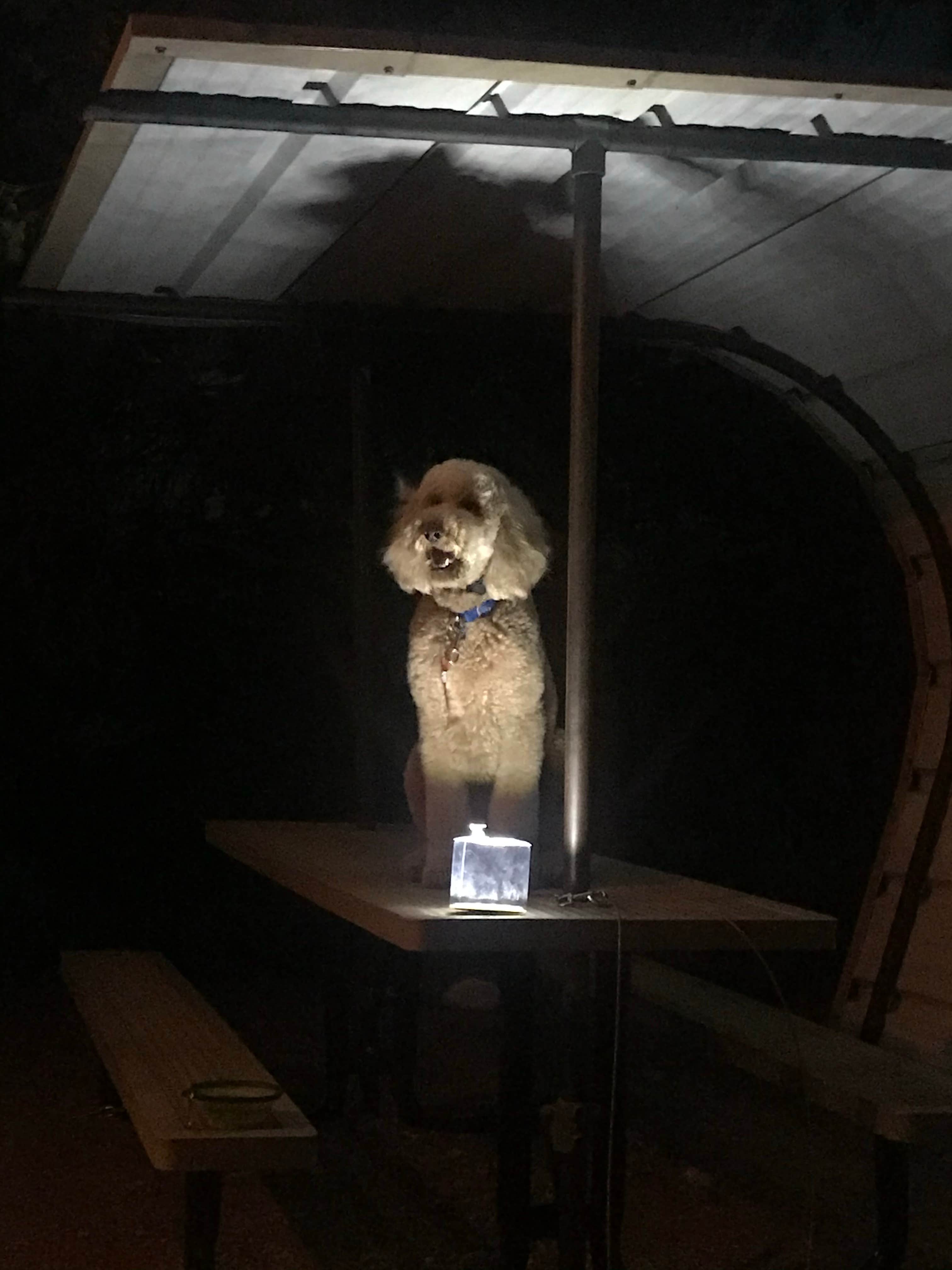 Sarah F.'s photo of camping with pets at Arkansas Point Campground — Lake Pueblo State Park near Florence, CO