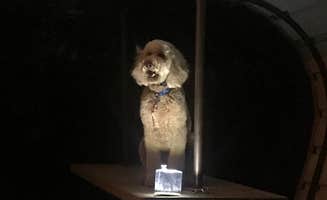 Sarah F.'s photo of camping with pets at Arkansas Point Campground — Lake Pueblo State Park near Pueblo, CO