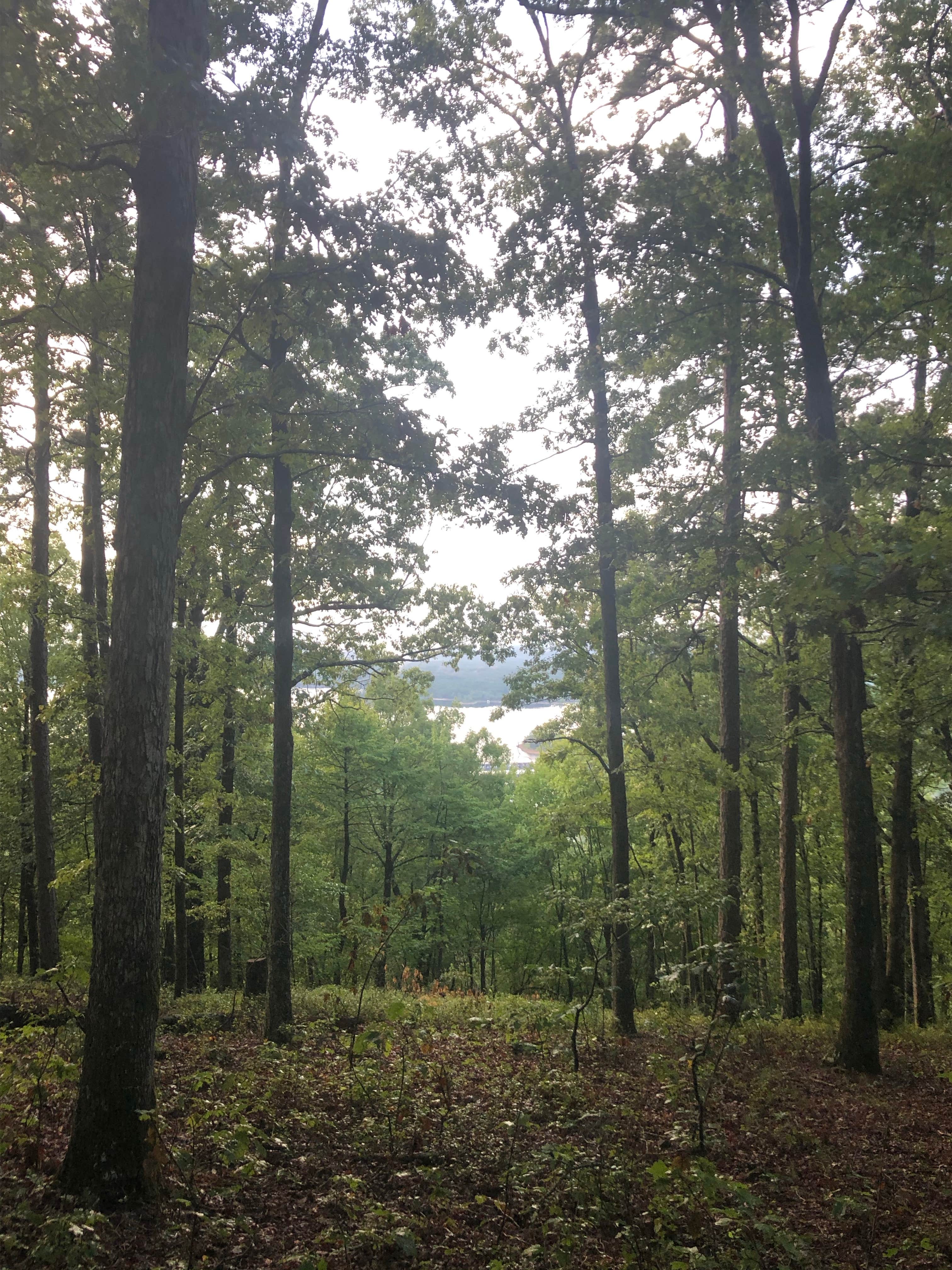 Camper submitted image from Hickory Nut Mountain - 2