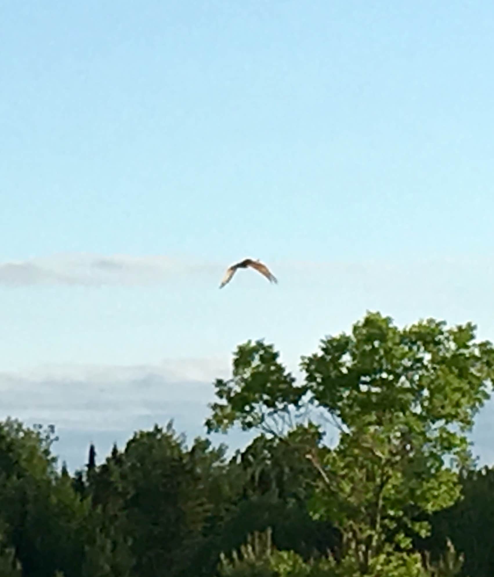 Birkie Barn farmstay camper cabin