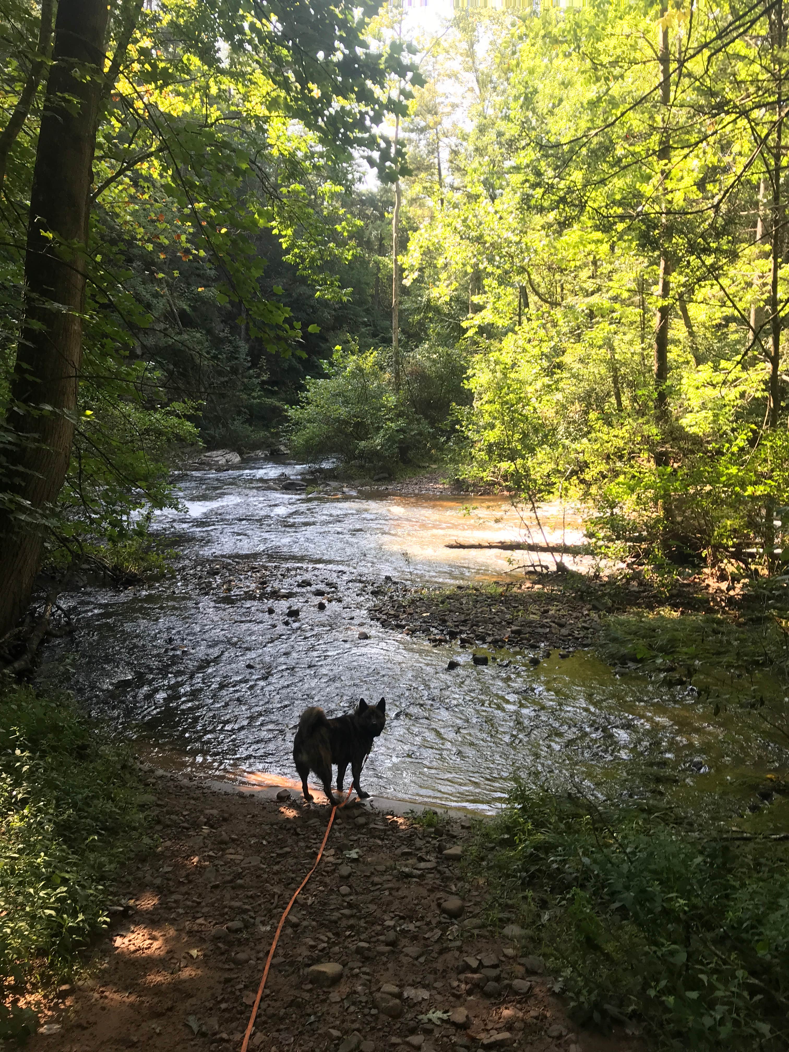 Thomas R.'s photo of camping with pets at North River Campground near Crimora, VA