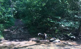 Camping near Brandywine Lake Campground — Shenandoah Wildlife Management Area: North River Campground, Mount Solon, Virginia