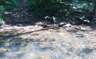 Thomas R.'s photo of camping with pets at North River Campground near Stuarts Draft, VA