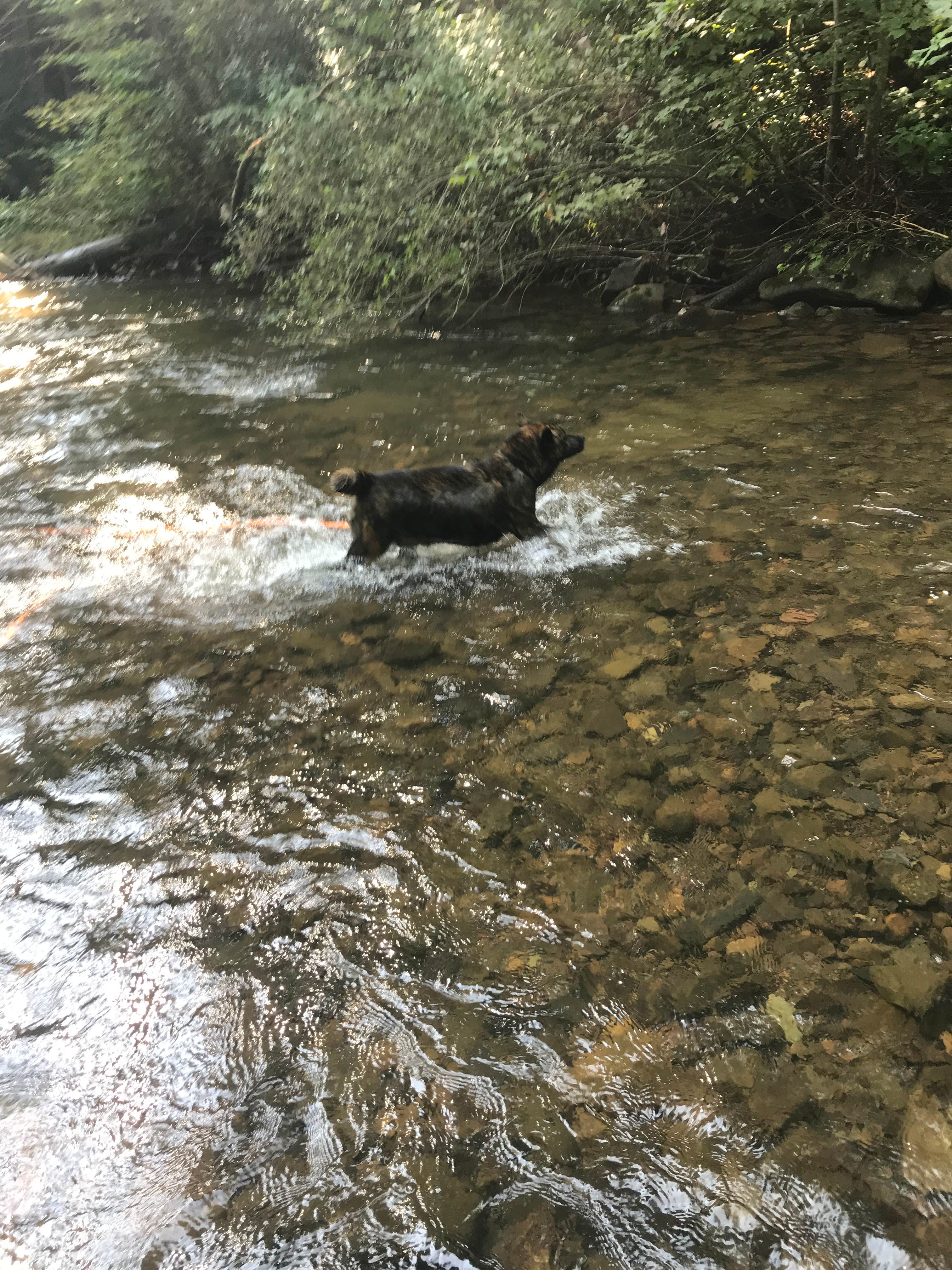 Thomas R.'s photo of camping with pets at North River Campground near George Washington & Jefferson National Forests