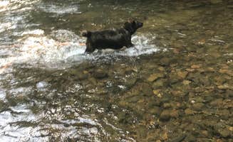 Thomas R.'s photo of camping with pets at North River Campground near George Washington & Jefferson National Forests