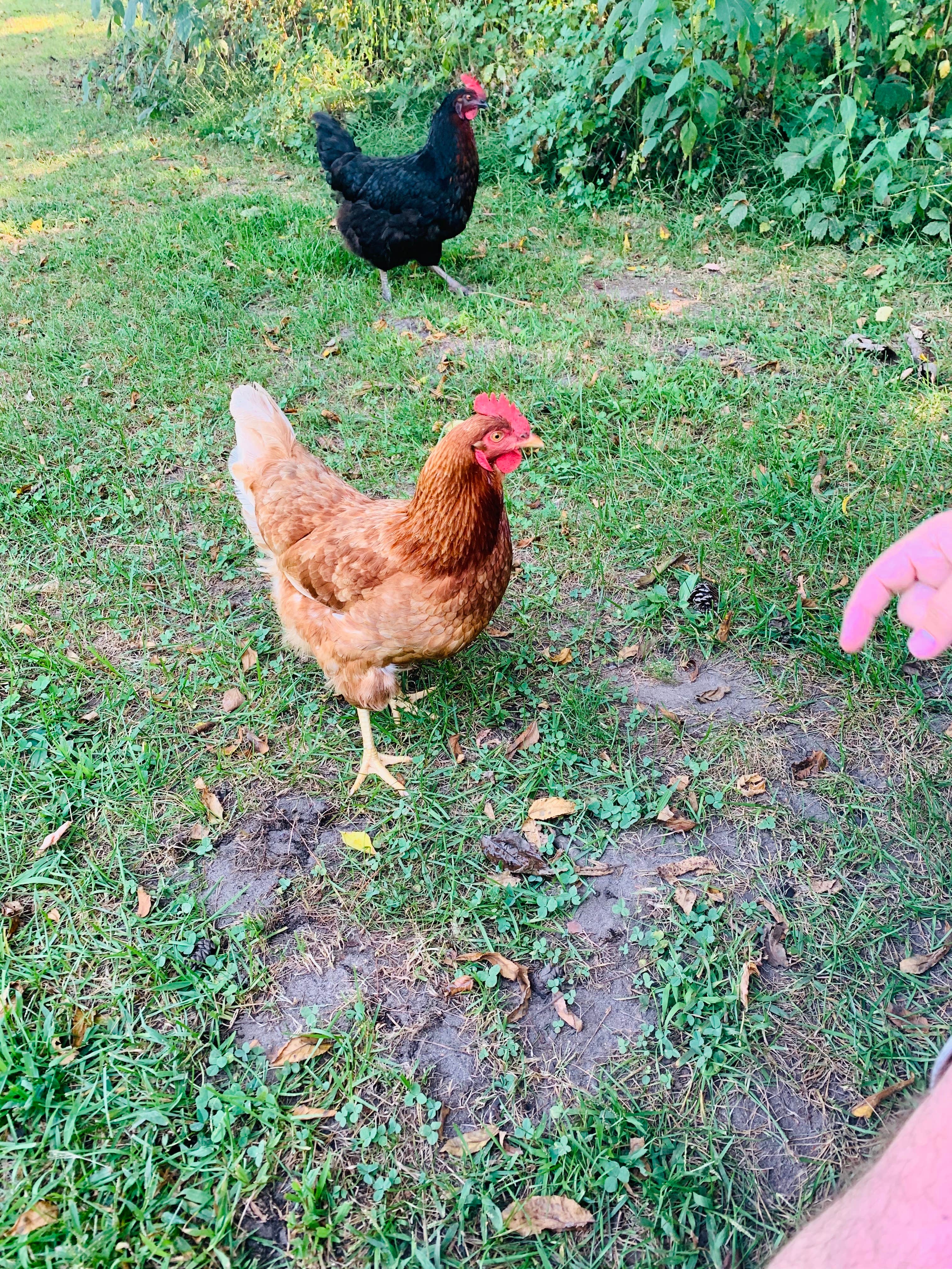 Camper-submitted photo at Sweet Minnihaha Campground near Stoughton, WI