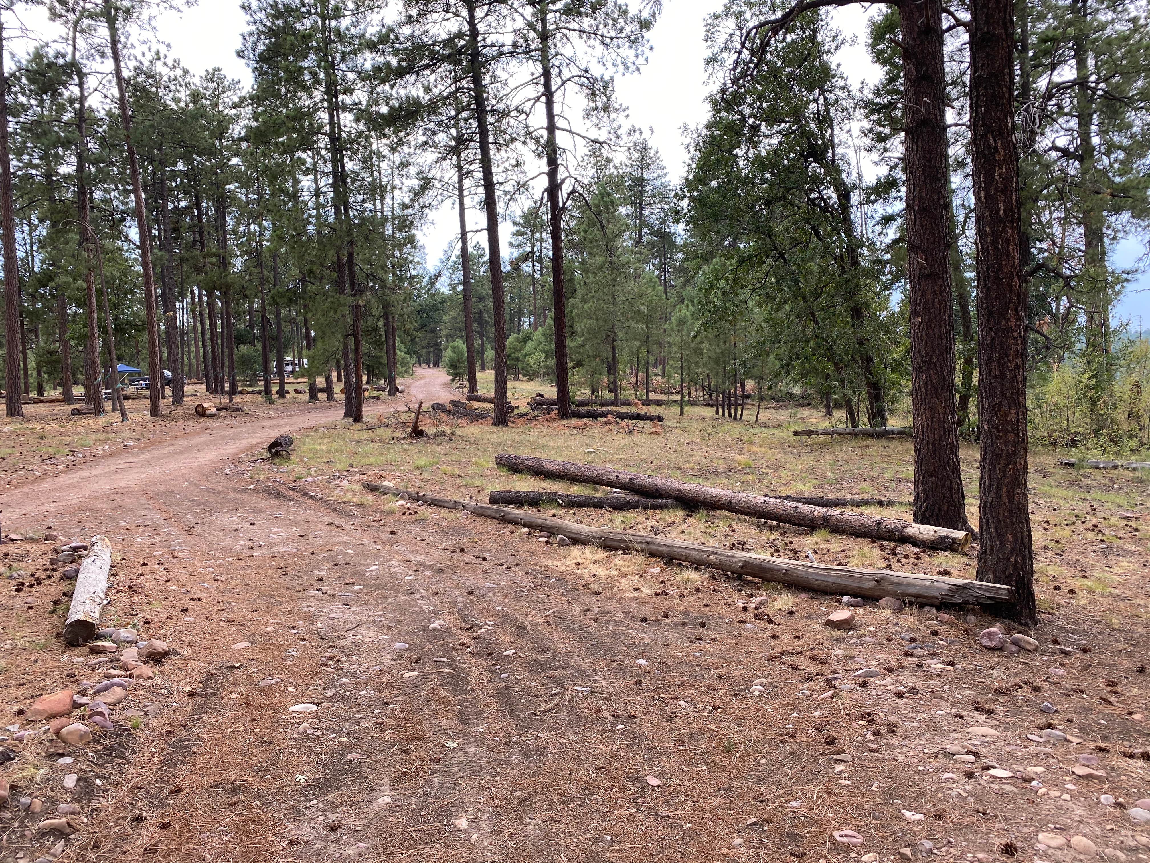 Camper-submitted photo at Colcord Ridge Campground near Kohls Ranch, AZ