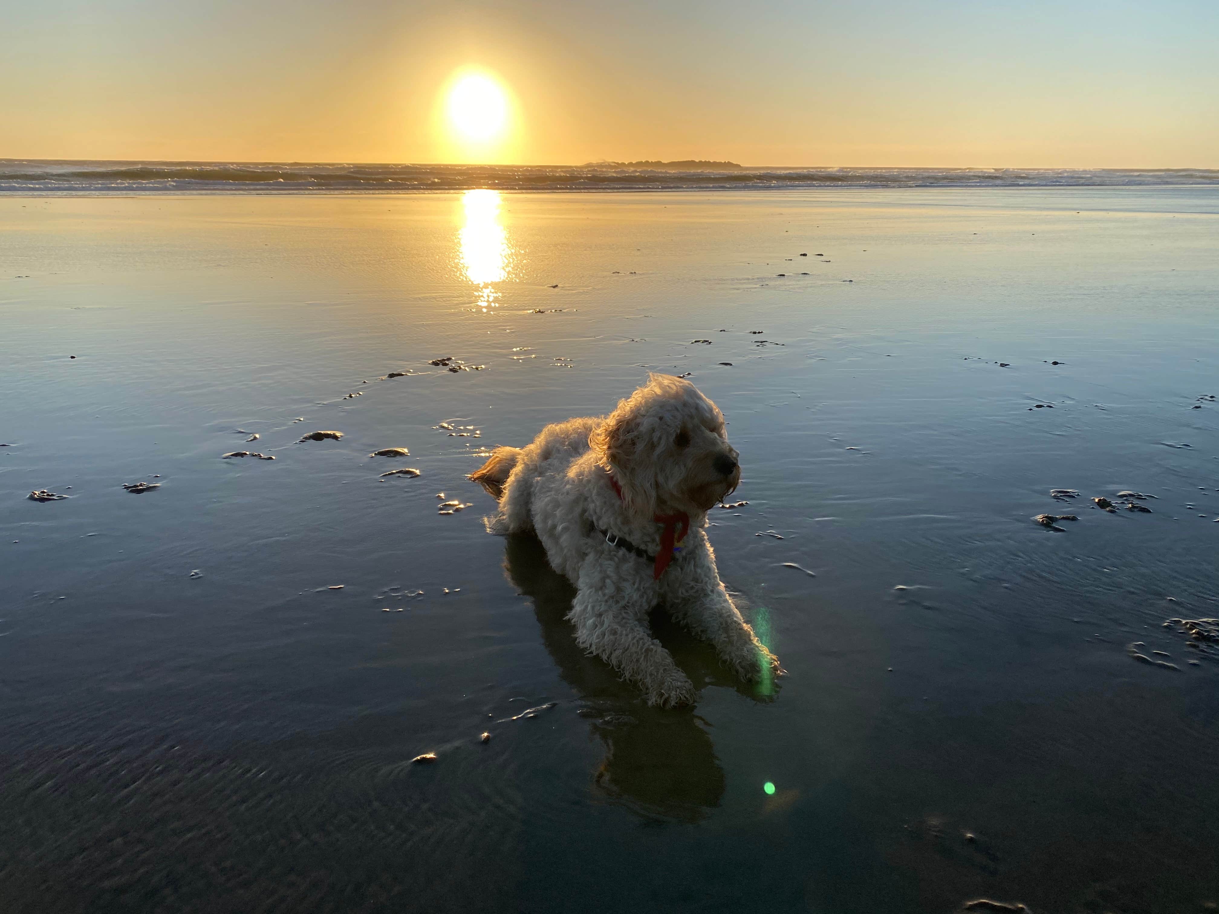 Karen L.'s photo of camping with pets at Beverly Beach State Park Campground near Newport, OR