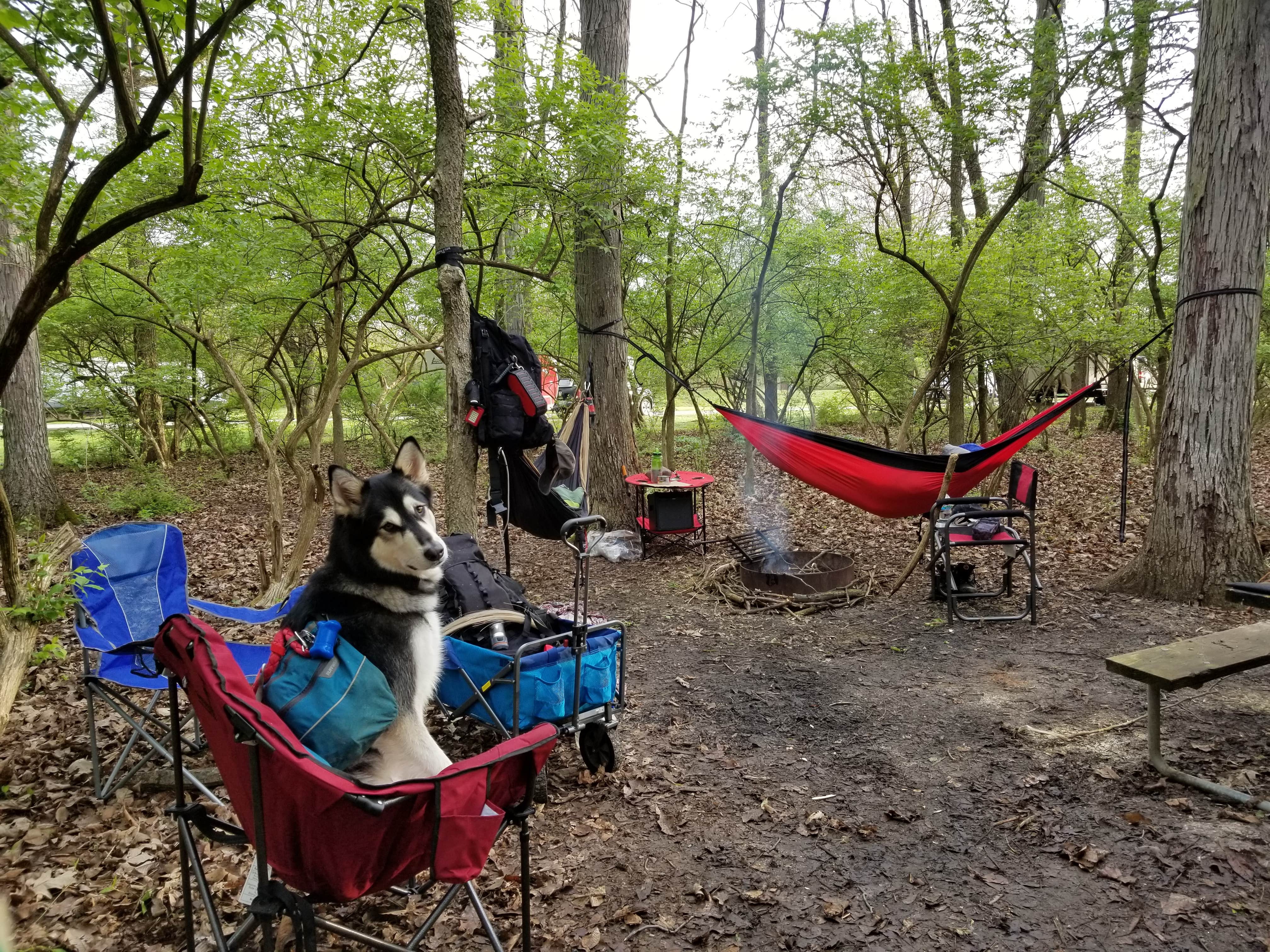 Mandi B.'s photo of camping with pets at Buck Creek State Park Campground near Belmont, OH