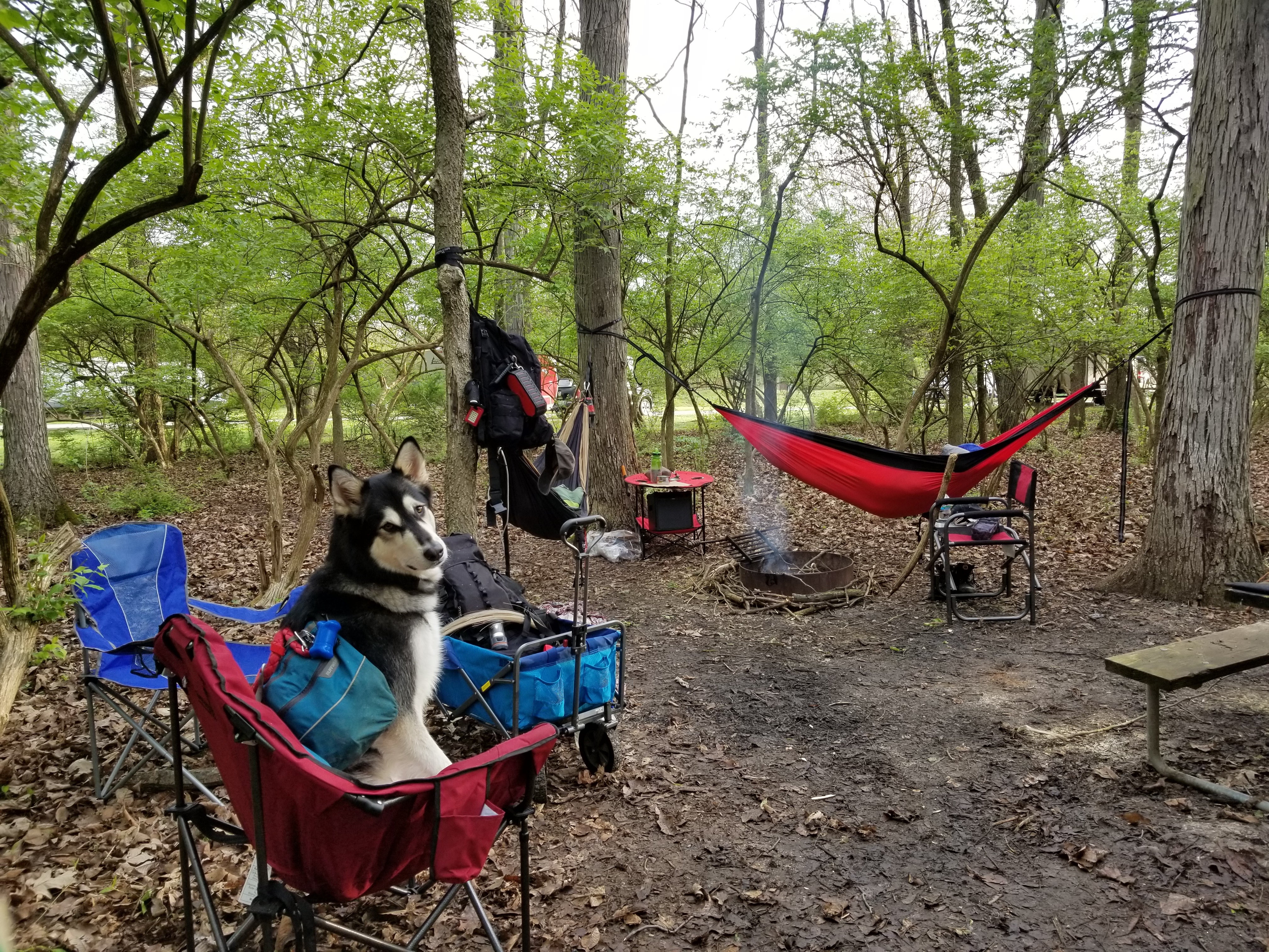 The third hammock isn't up yet in this picture, but all 3 fit very comfortably around the fire. 