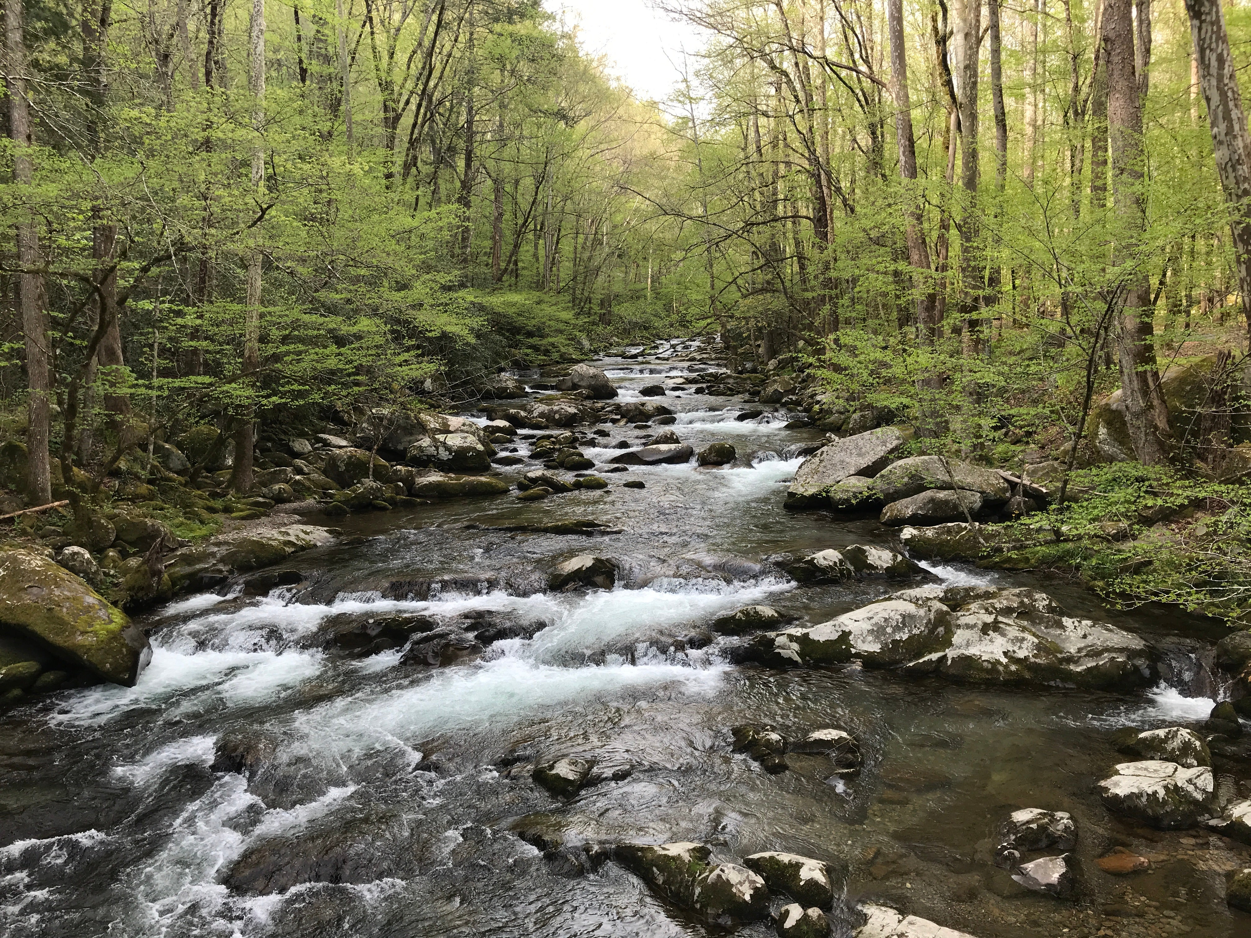 Camper submitted image from Big Creek Group Camp — Great Smoky Mountains National Park - 4